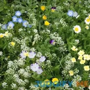 Alternative Lawn Wildflower Seed Mix