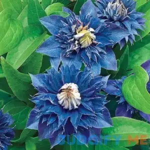 Multi Blue Clematis Vine Potted Perennial Starter Plant