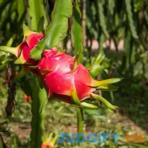 Brighter Blooms Dragon Fruit Cactus