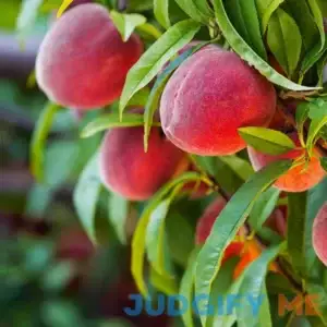 BrighterBlooms.com Red Haven Peach Tree