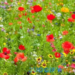 Midwest Wildflower Seed Mix