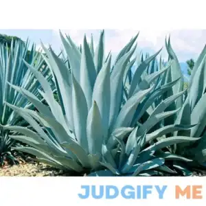 15+ Agave Americana Century Succulent Seeds Cactus Perennial Plant Garden Home