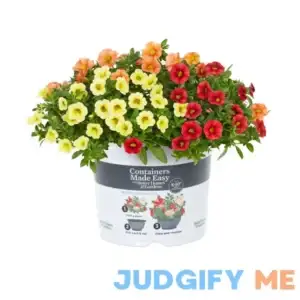 Better Homes & Gardens 3QT Multicolor Calibrachoa Mix Live Plants with Grower Pot