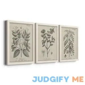 Antique Black and White Botanical VII 3 Piece Picture Frame Drawing Print Set on Canvas Kelly Clarkson Home Frame