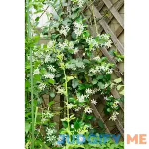 50pcs/Bag Climbing Jasmine Flower Seeds Fragrant Plant Four Seasons Evergreen