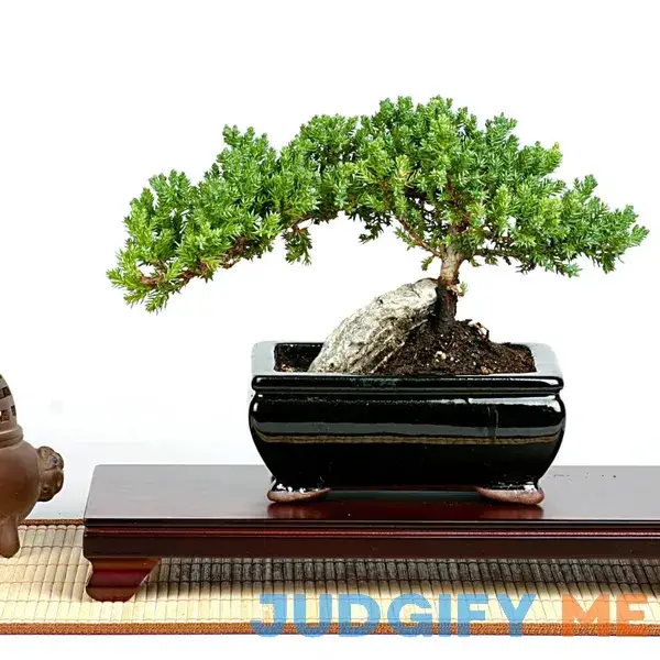 Rock Juniper Bonsai Tree Rock Juniper Bonsai Tree