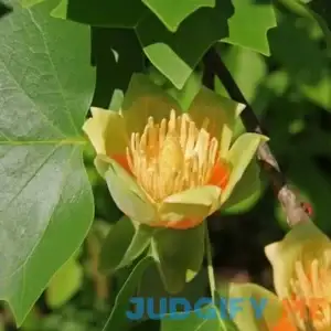15 Tulip Poplar Tree Yellow Flower Liriodendron Tulipifera Whitewood Seeds