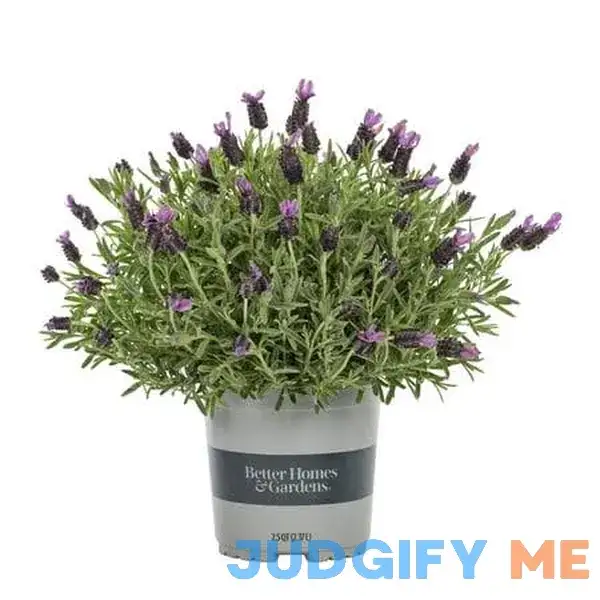 Better Homes & Gardens Purple Flowered Lavender La Diva Live Plants with Grower Planter Better Homes & Gardens Purple Flowered Lavender La Diva Live Plants with Grower Planter