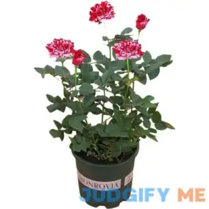 Rose Plants Live Ready to Plant Outdoors Seedlings