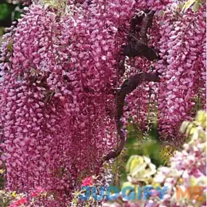 national PLANT NETWORK 2.5 qt. Pink Wisteria Plant with Pink Blooms