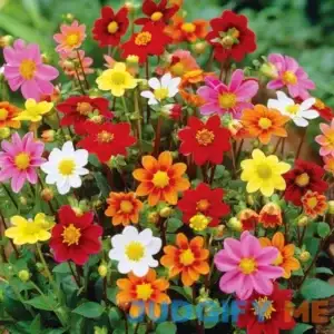 Van Zyverden Dahlia Border Mix Dormant Bulb Full Sun