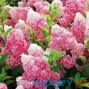 50 Vanilla Strawberry hydrangea flower seeds for planting in pot or ground easy to grow flower seeds as bonsai or tree