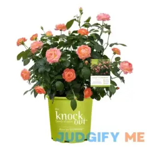 Orange Glow Knock Out Rose