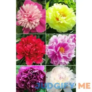 20+ Mixed Peony Flower Seeds Double Beautiful Perennial Bonsai Plant Garden