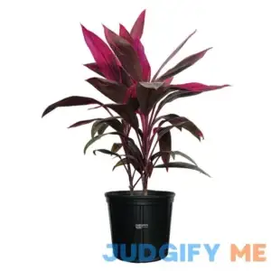 Nature's Way Farms Dracaena Red Sister Live Outdoor Plant in Growers Pot Average Shipping Height 2-3 Ft. Tall