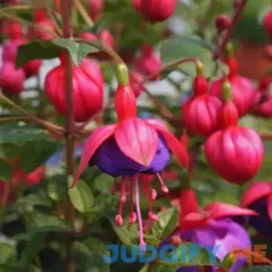 Fuchsia Plant Live