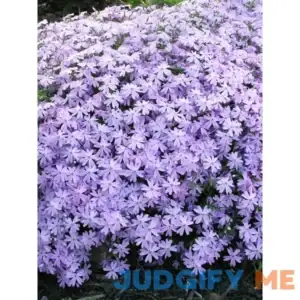 Phlox Blue Perennial Plant by Bluestone Perennials