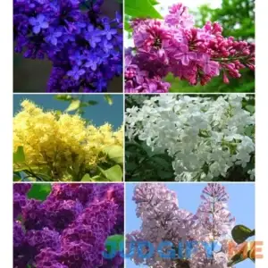 50+ Mixed Lilac Tree Seeds Fragrant Flowers Flower Perennial Bush Bonsai Plants