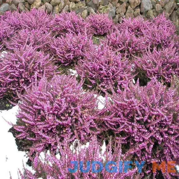 Mediterranean Pink Heather - 1 Gallon Pot - Drought-Tolerant Mediterranean Pink Heather - 1 Gallon Pot - Drought-Tolerant
