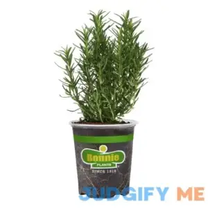 Bonnie Plants Rosemary