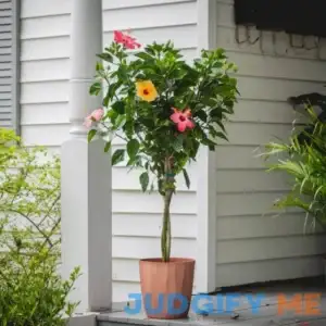 2 Gal. Triple Twist Braided Hibiscus Shrub