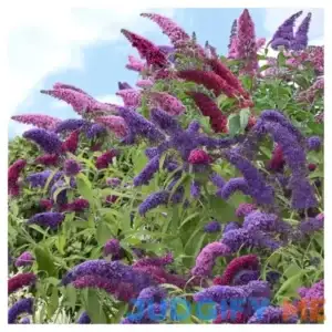 Buddleia 'Triple Treat' Butterfly Bush Collection 3pc National Plant Network