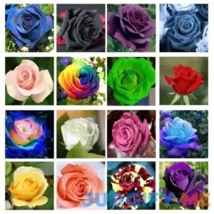 200 Mix Rose Seeds Flower Bush Perennial Shrub