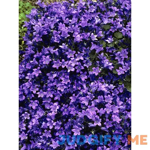 Campanula Birch Hybrid Perennial Plant by Bluestone Perennials Campanula Birch Hybrid Perennial Plant by Bluestone Perennials