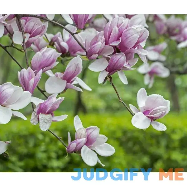Saucer Magnolia Shrub/Tree 6-12" Tall Soulangeana Plant Saucer Magnolia Shrub/Tree 6-12" Tall Soulangeana Plant