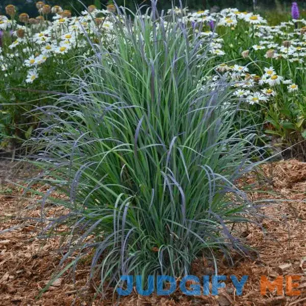 Standing Ovation Little Bluestem - 1 Gallon Pot Standing Ovation Little Bluestem - 1 Gallon Pot
