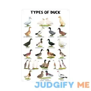Duck Knowledge Metal Poster Type Of Duck Metal Tin Sign School Club Hunting Lodge Cafe Bedroom Bathroom Kitchen Home Art Wall Decoration Plaque 12