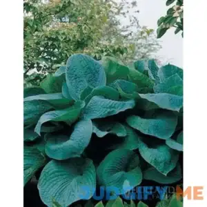 Big Daddy Hosta | Holland Bulb Farms