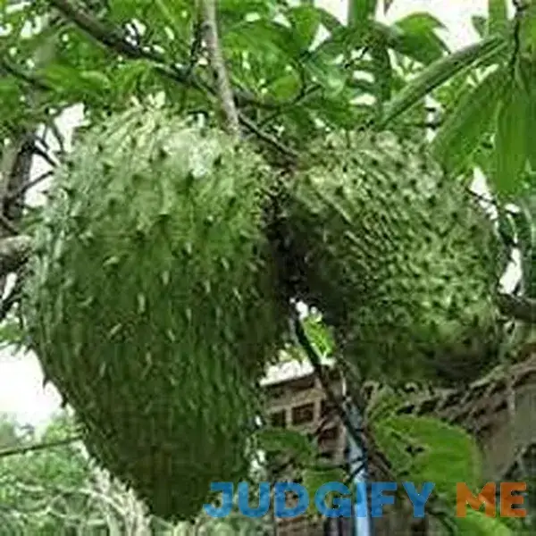 MITRAEE 100pcs Giant Soursop Tropical Fruit Seeds MITRAEE 100pcs Giant Soursop Tropical Fruit Seeds
