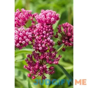 Milkweed Plant Buy 1 Get 1 Free