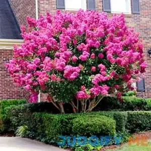 QAUZUY GARDEN 35 Pink Giant Queen's Crepe-Myrtle Seeds