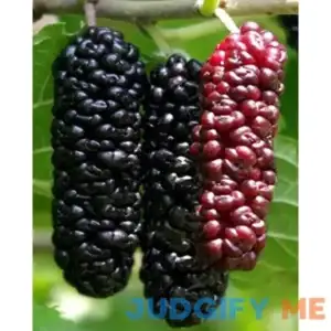 Illinois Everbearing Mulberry Tree 6-10" Tall