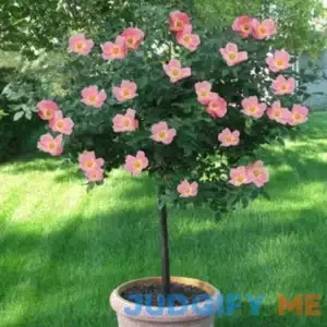 Rainbow Knock Out Rose Tree