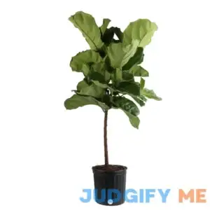 Costa Farms Fiddle Leaf Fig House Plant in 10-in Pot L-4FL-G-POT-01-LW