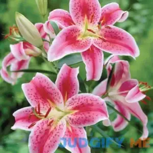 Van Zyverden Lily Stargazer Dormant Partial Sun Perennial Bulb