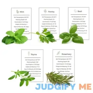 Environet Herb Garden Seeds Collection 5 Culinary Herb Seeds Pack