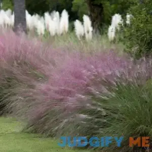 national PLANT NETWORK 2.5 qt. Pink Muhly Grass with Pink Bloms