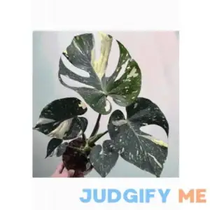 Yellow Thai Constellation