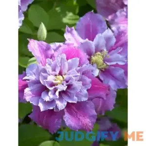 Clematis Piilu Perennial Plant by Bluestone Perennials