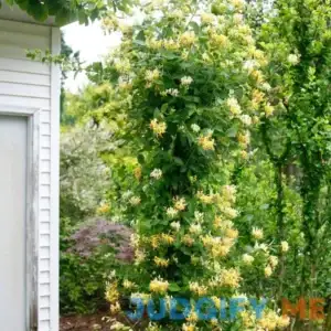 'Scentsation' Honeysuckle Vine | One Quart