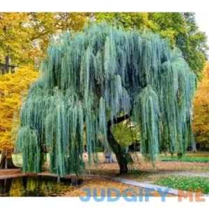 Weeping Willow Tree Cuttings to Plant Fast Growing Trees