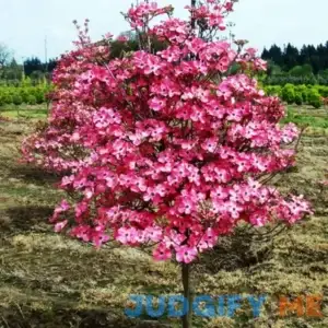 Dogwood Pink Tree