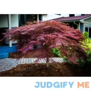 Inaba Shidare Japanese Maple #1 Container