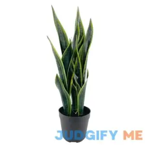 Ashland Potted Snake Plant