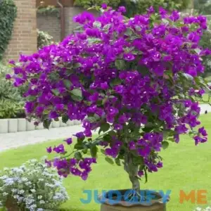 CHUXAY GARDEN Purple Bougainvillea-South American Jasmine 100 Seeds Striking Landscaping Privacy Screen Plant Easy to Grow & Maintain