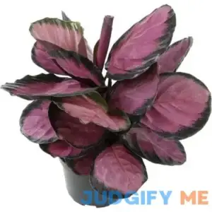 Purple Calathea Plant Live Prayer Plant Pet Friendly Plants